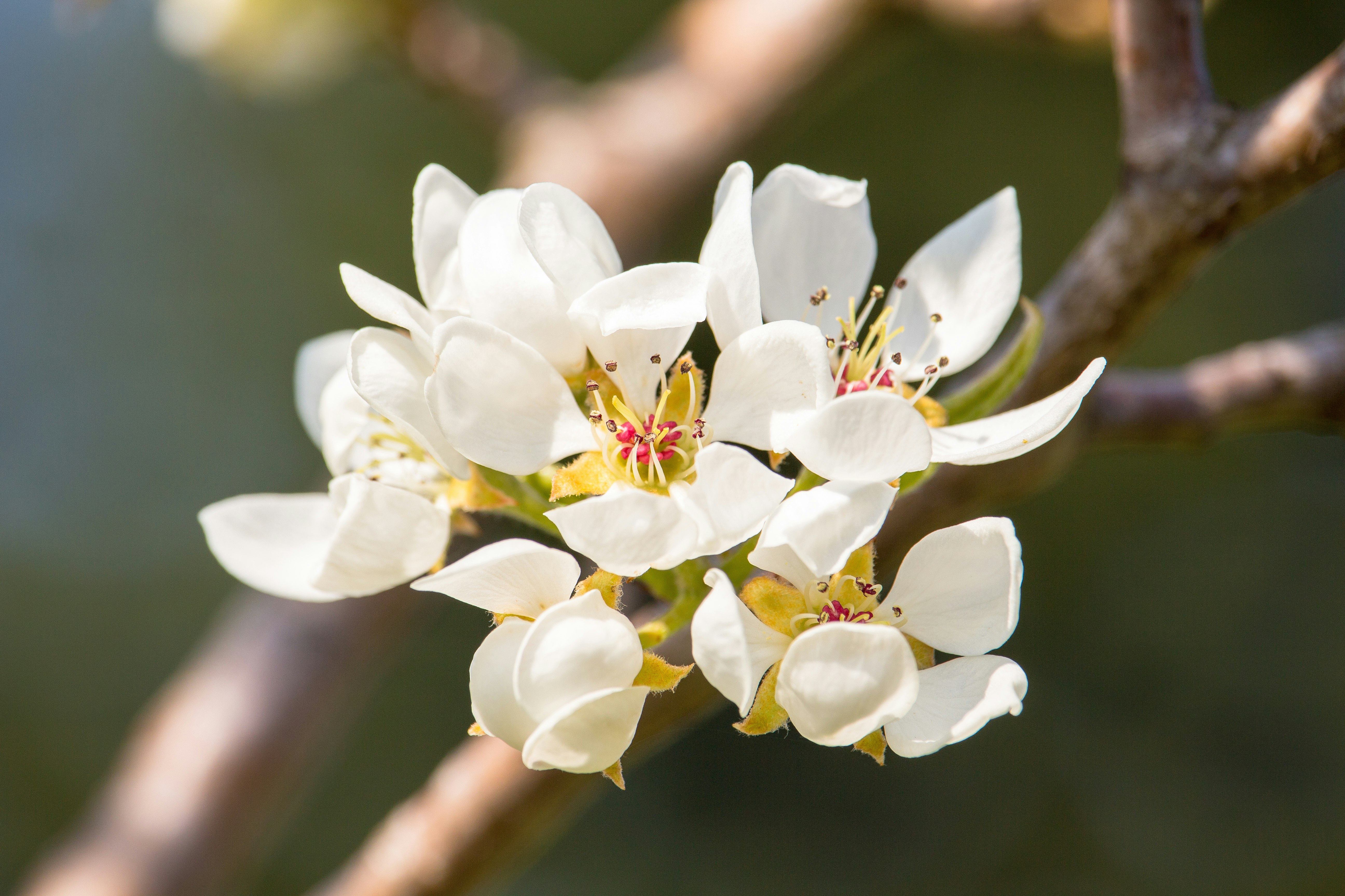 white flowering tree